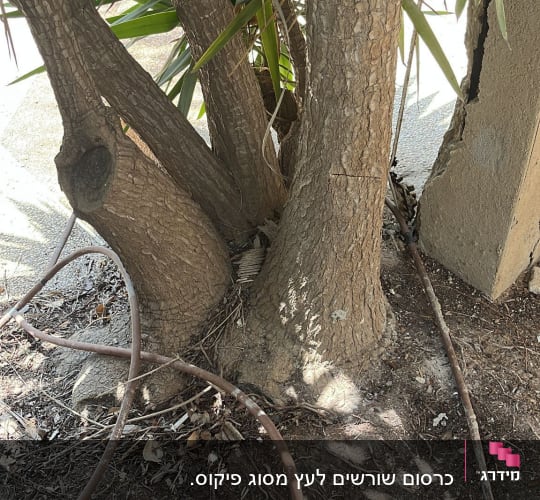 גזעים עבים עם סימני גיזום וענפים ירוקים